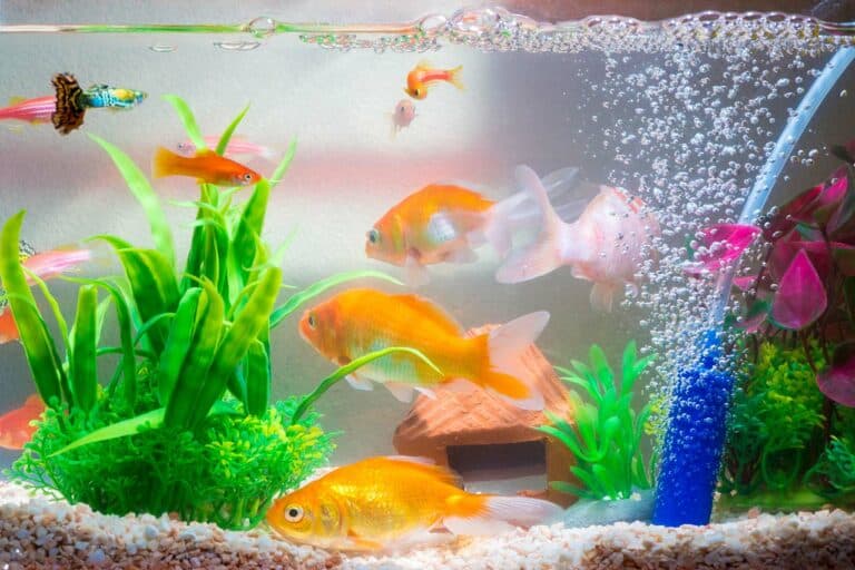 What To Do With A Fish Tank In A Power Outage? (How To Save Your Fish)